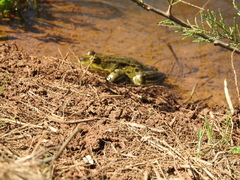 Pelophylax bedriagae