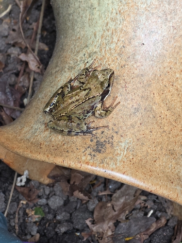 European Common Frog