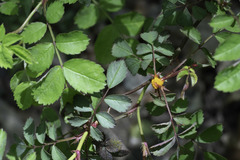 Phragmidium rosae-multiflorae