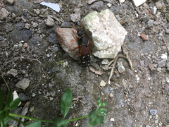 Staphylinus dimidiaticornis