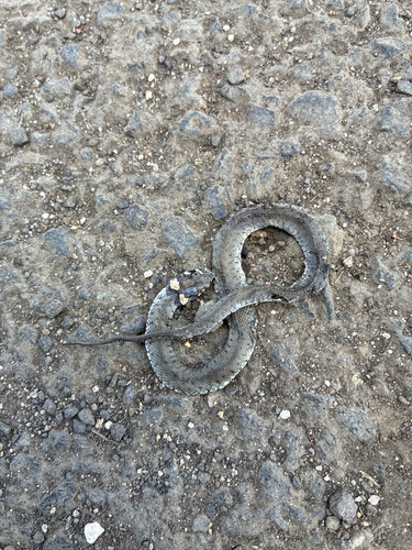 grass snake
