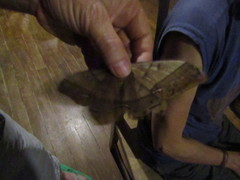 Arsenura ciocolatina