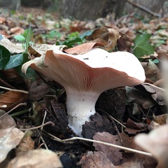 Leucopaxillus rhodoleucus