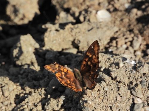 Lesser Purple Emperor