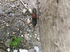 Staphylinus dimidiaticornis