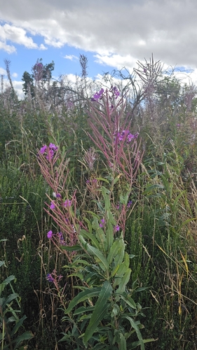 fireweed