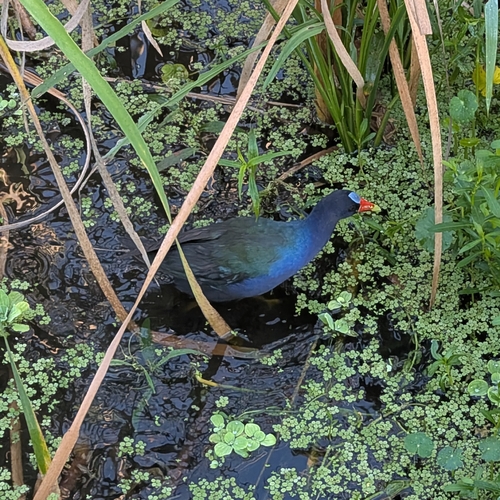 iNaturalist image