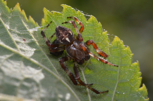 Marbled Orbweaver