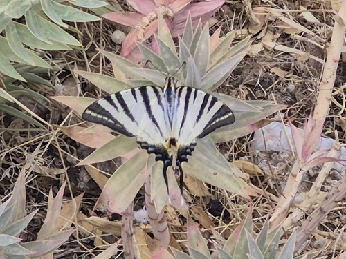 Scarce Swallowtail