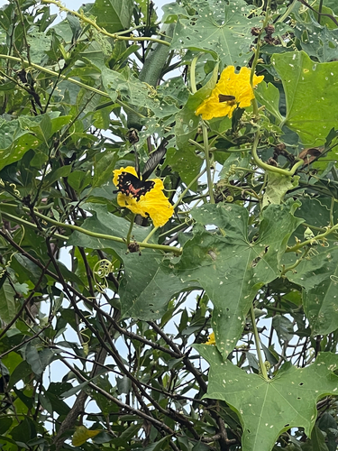 Common Mormon Swallowtail