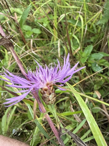Brown Knapweed