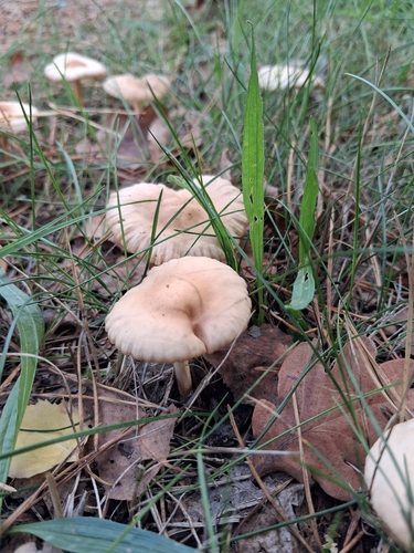 fairy ring marasmius