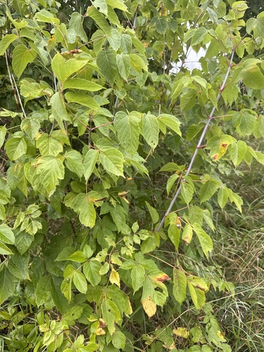 box elder