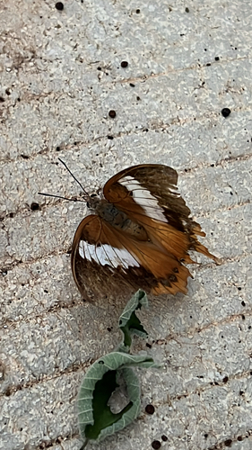 Tawny Rajah