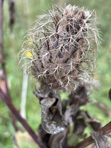 Wig Knapweed