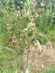 Allium siculum