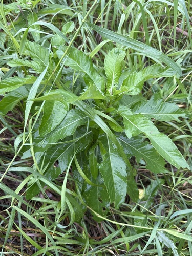 creeping thistle