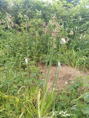 Allium siculum