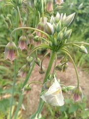 Allium siculum