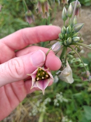 Allium siculum