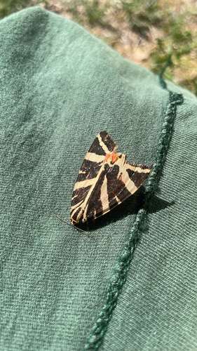 Jersey Tiger