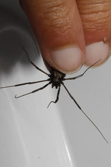 Zachaeus