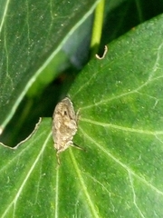 Insecta