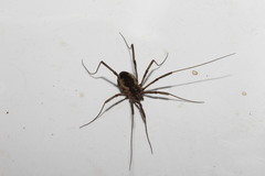 Zachaeus