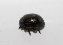 Chrysolina vernalis