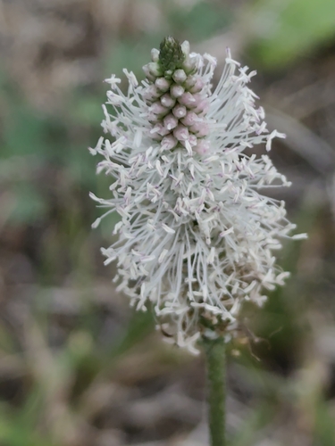Hoary Plantain