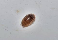 Leptotrichus