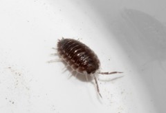 Trachelipus squamuliger