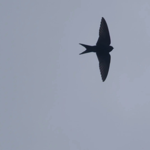 iNaturalist image