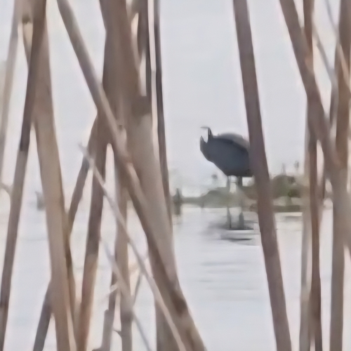 iNaturalist image