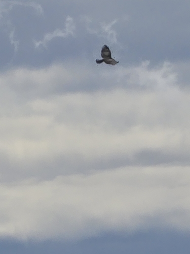 Short-toed Snake-Eagle