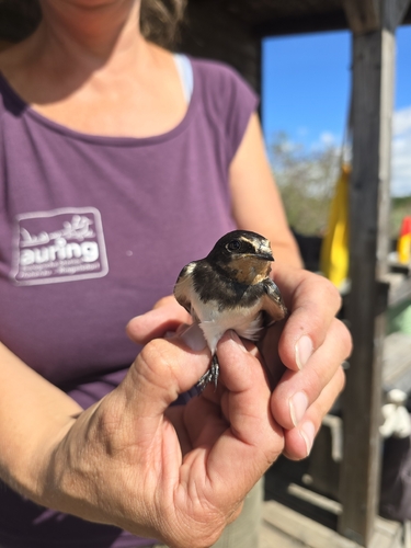 Barn Swallow