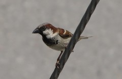 Passer domesticus