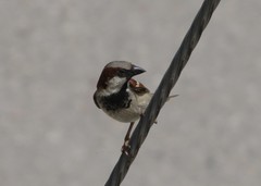 Passer domesticus