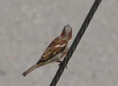 Passer domesticus