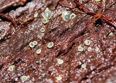 Chlorosplenium