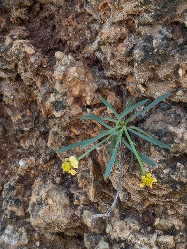 Glossocardia bidens observed 2026-09-05
