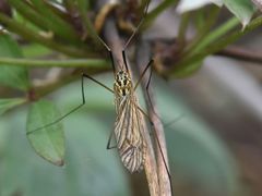 Nephrotoma appendiculata