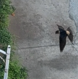Eastern Red-rumped Swallow