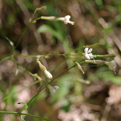 Silene italica