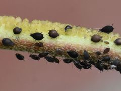 Aphis hederae