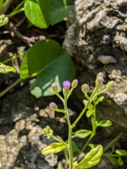 Cyanthillium cinereum, photograph (c) Francisca Wu, some rights reserved (CC BY)