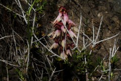 Anacamptis sancta