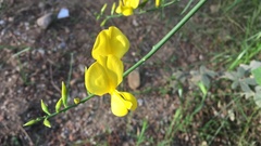 Spartium junceum