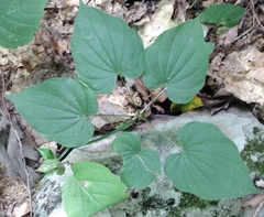 Dioscorea villosa, photograph author not stated, no rights reserved