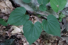 Dioscorea villosa, photograph author not stated, no rights reserved